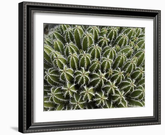 Euphorbia Echinus Cactus-Tony Craddock-Framed Photographic Print