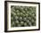 Euphorbia Echinus Cactus-Tony Craddock-Framed Photographic Print