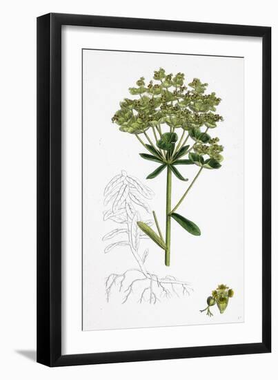 Euphorbia Esula Leafy-Branched Spurge-null-Framed Giclee Print
