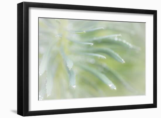 Euphorbia I-Kathy Mahan-Framed Photographic Print