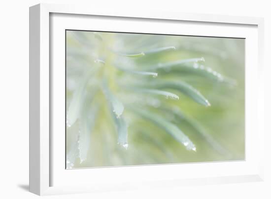 Euphorbia I-Kathy Mahan-Framed Photographic Print