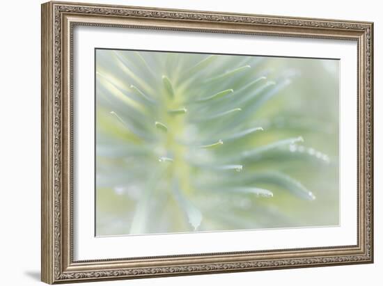 Euphorbia II-Kathy Mahan-Framed Photographic Print