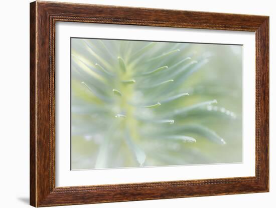 Euphorbia II-Kathy Mahan-Framed Photographic Print