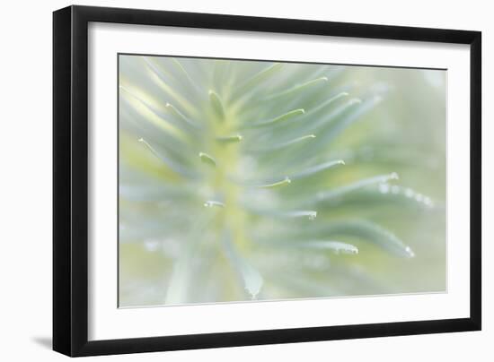 Euphorbia II-Kathy Mahan-Framed Photographic Print