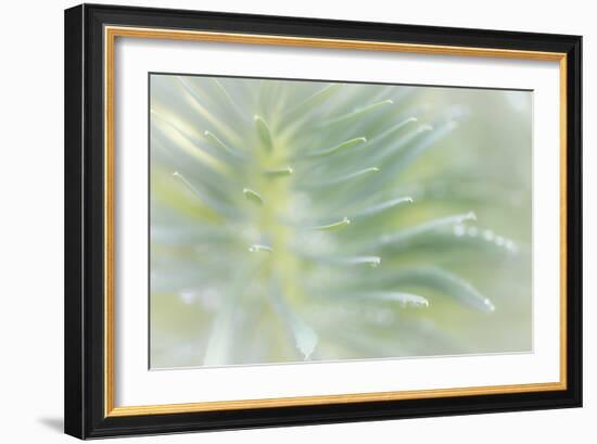 Euphorbia II-Kathy Mahan-Framed Photographic Print