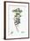 Euphorbia Portlandica Portland Spurge-null-Framed Giclee Print