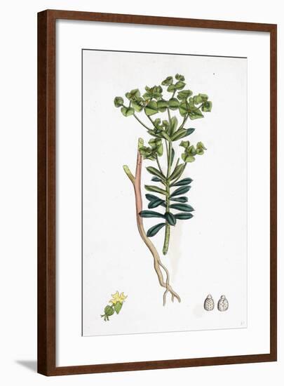 Euphorbia Portlandica Portland Spurge-null-Framed Giclee Print