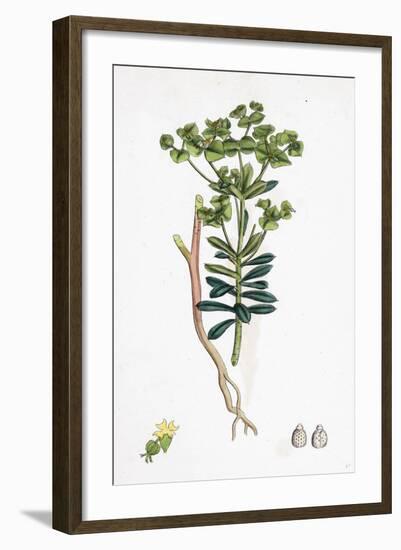 Euphorbia Portlandica Portland Spurge-null-Framed Giclee Print