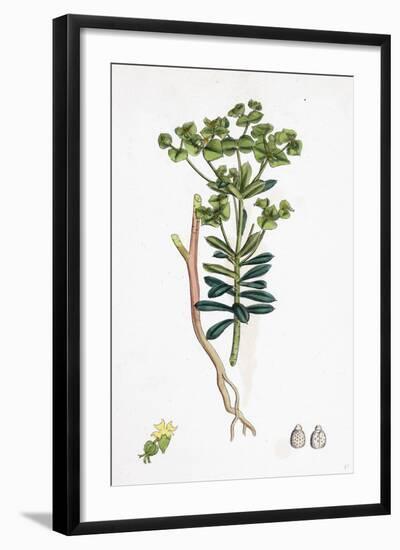 Euphorbia Portlandica Portland Spurge-null-Framed Giclee Print