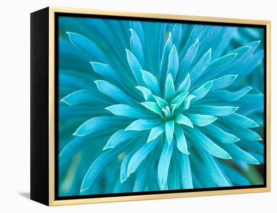 Euphorbia, Roche Harbor, Washington, USA-Rob Tilley-Framed Premier Image Canvas