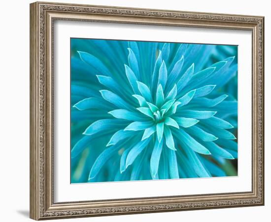 Euphorbia, Roche Harbor, Washington, USA-Rob Tilley-Framed Photographic Print