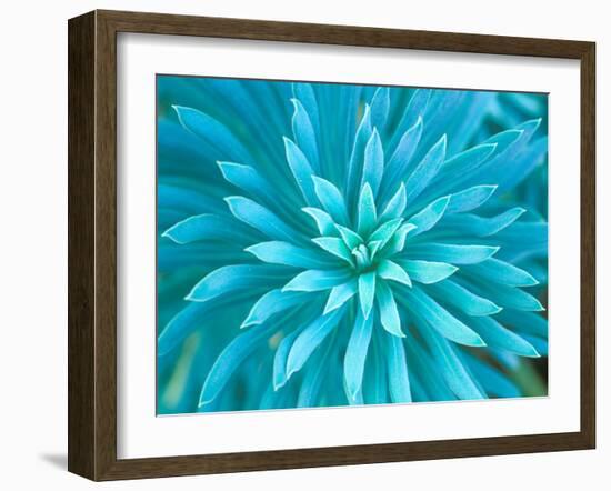 Euphorbia, Roche Harbor, Washington, USA-Rob Tilley-Framed Photographic Print