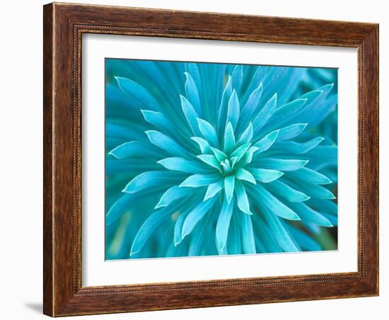 Euphorbia, Roche Harbor, Washington, USA-Rob Tilley-Framed Photographic Print