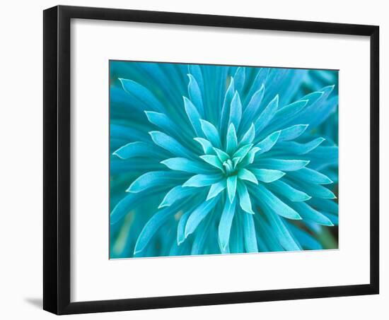 Euphorbia, Roche Harbor, Washington, USA-Rob Tilley-Framed Photographic Print