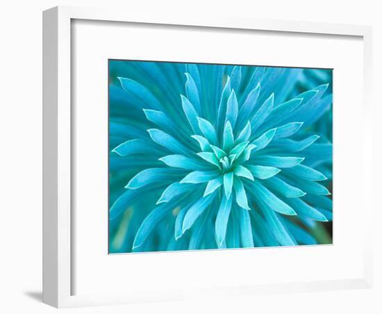 Euphorbia, Roche Harbor, Washington, USA-Rob Tilley-Framed Photographic Print