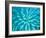 Euphorbia, Roche Harbor, Washington, USA-Rob Tilley-Framed Photographic Print