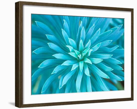 Euphorbia, Roche Harbor, Washington, USA-Rob Tilley-Framed Photographic Print