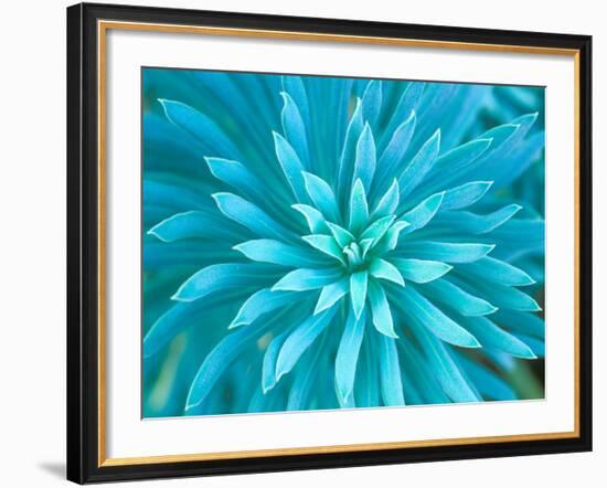 Euphorbia, Roche Harbor, Washington, USA-Rob Tilley-Framed Photographic Print