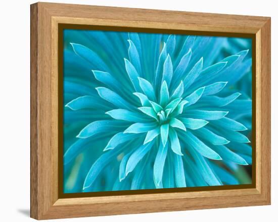 Euphorbia, Roche Harbor, Washington, USA-Rob Tilley-Framed Premier Image Canvas