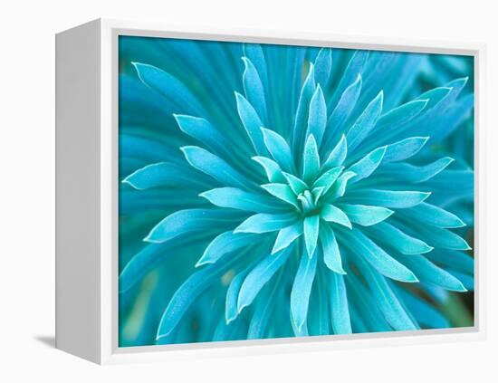 Euphorbia, Roche Harbor, Washington, USA-Rob Tilley-Framed Premier Image Canvas