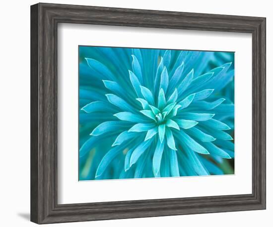 Euphorbia, Roche Harbor, Washington, USA-Rob Tilley-Framed Photographic Print