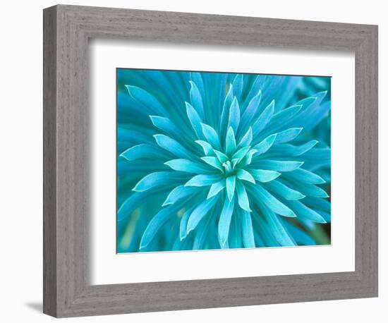 Euphorbia, Roche Harbor, Washington, USA-Rob Tilley-Framed Photographic Print