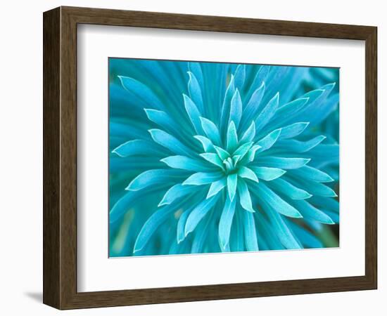 Euphorbia, Roche Harbor, Washington, USA-Rob Tilley-Framed Photographic Print