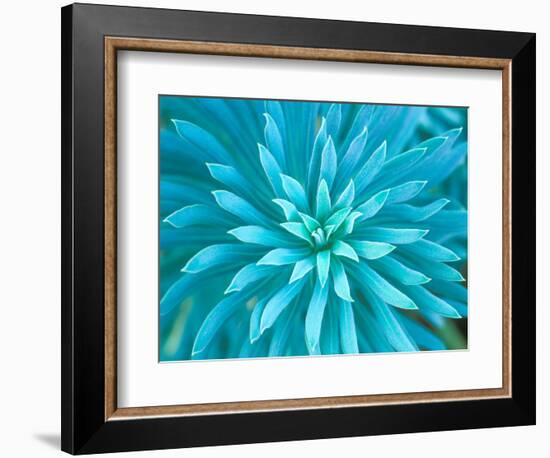 Euphorbia, Roche Harbor, Washington, USA-Rob Tilley-Framed Photographic Print