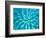 Euphorbia, Roche Harbor, Washington, USA-Rob Tilley-Framed Photographic Print