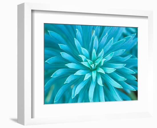 Euphorbia, Roche Harbor, Washington, USA-Rob Tilley-Framed Photographic Print