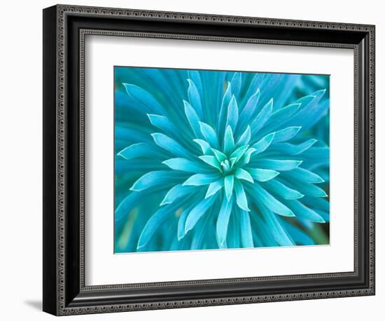 Euphorbia, Roche Harbor, Washington, USA-Rob Tilley-Framed Photographic Print