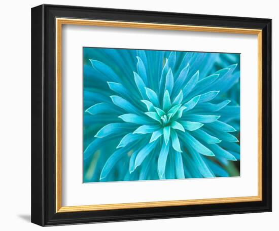 Euphorbia, Roche Harbor, Washington, USA-Rob Tilley-Framed Photographic Print