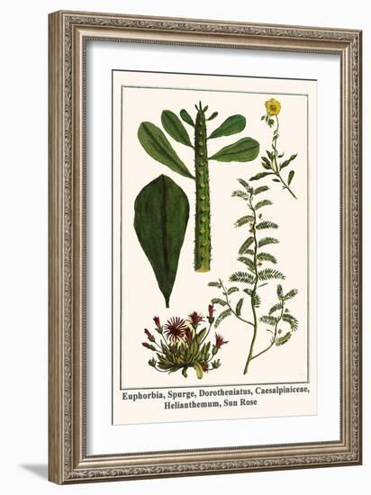 Euphorbia, Spurge, Dorotheniatus, Caesalpiniceae, Helianthemum, Sun Rose-Albertus Seba-Framed Art Print