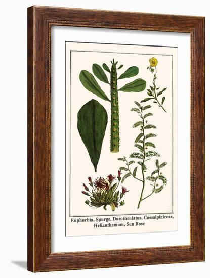 Euphorbia, Spurge, Dorotheniatus, Caesalpiniceae, Helianthemum, Sun Rose-Albertus Seba-Framed Art Print