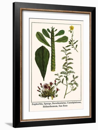 Euphorbia, Spurge, Dorotheniatus, Caesalpiniceae, Helianthemum, Sun Rose-Albertus Seba-Framed Art Print