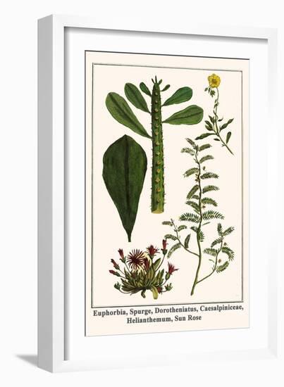 Euphorbia, Spurge, Dorotheniatus, Caesalpiniceae, Helianthemum, Sun Rose-Albertus Seba-Framed Art Print