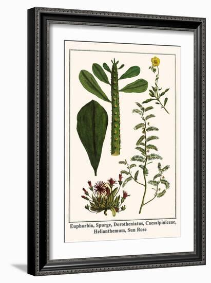 Euphorbia, Spurge, Dorotheniatus, Caesalpiniceae, Helianthemum, Sun Rose-Albertus Seba-Framed Art Print