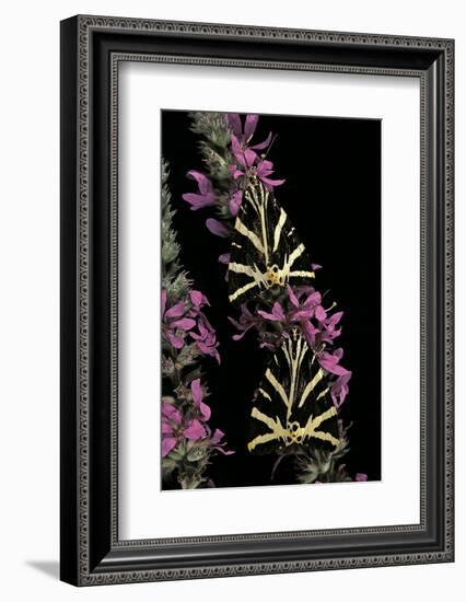 Euplagia Quadripunctaria (Jersey Tiger Moth)-Paul Starosta-Framed Photographic Print