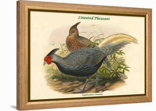 Euplocamus Lineatus - Lineated Pheasant-John Gould-Framed Stretched Canvas