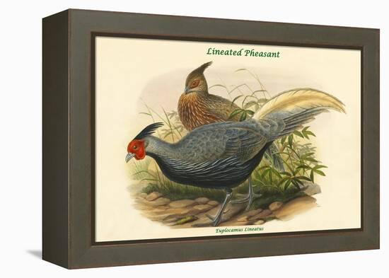 Euplocamus Lineatus - Lineated Pheasant-John Gould-Framed Stretched Canvas