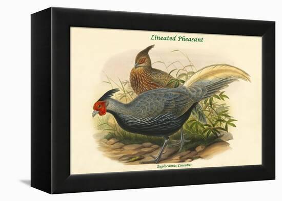 Euplocamus Lineatus - Lineated Pheasant-John Gould-Framed Stretched Canvas