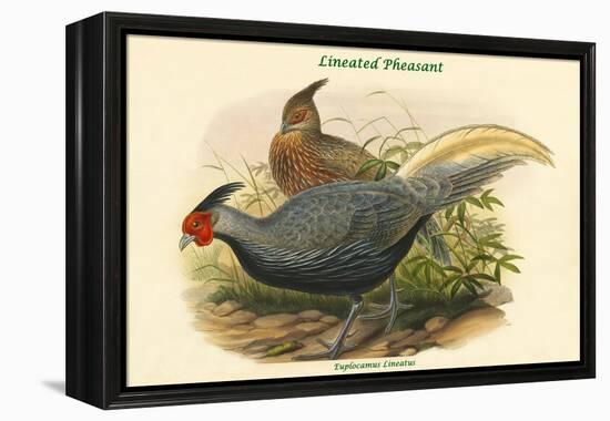 Euplocamus Lineatus - Lineated Pheasant-John Gould-Framed Stretched Canvas