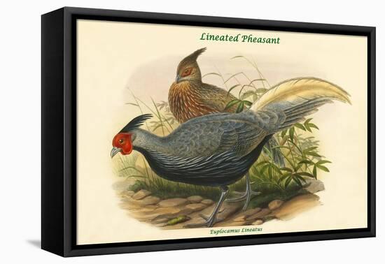 Euplocamus Lineatus - Lineated Pheasant-John Gould-Framed Stretched Canvas