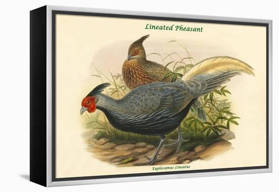 Euplocamus Lineatus - Lineated Pheasant-John Gould-Framed Stretched Canvas