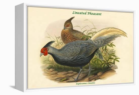 Euplocamus Lineatus - Lineated Pheasant-John Gould-Framed Stretched Canvas