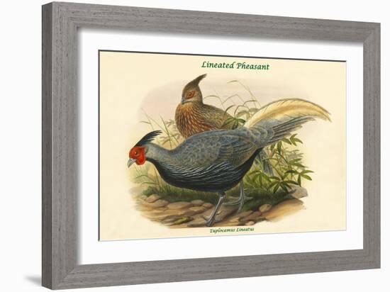 Euplocamus Lineatus - Lineated Pheasant-John Gould-Framed Art Print