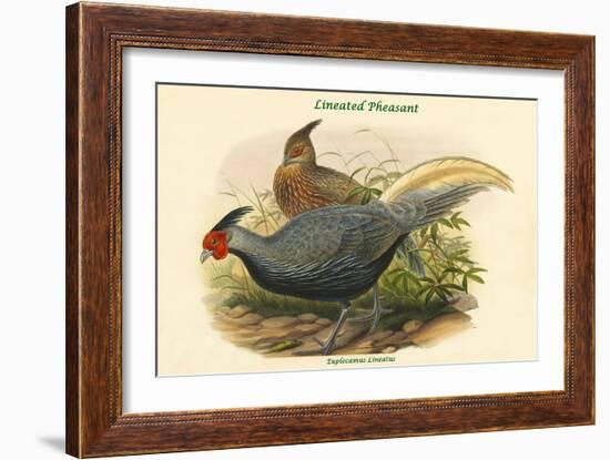 Euplocamus Lineatus - Lineated Pheasant-John Gould-Framed Art Print