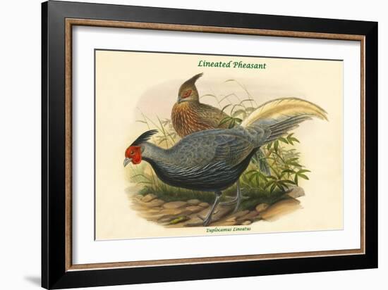 Euplocamus Lineatus - Lineated Pheasant-John Gould-Framed Art Print