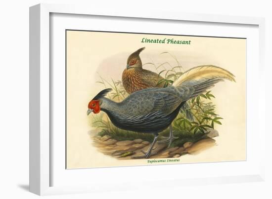 Euplocamus Lineatus - Lineated Pheasant-John Gould-Framed Art Print