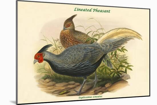 Euplocamus Lineatus - Lineated Pheasant-John Gould-Mounted Art Print